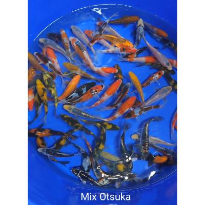 Mix Tosaï 13/17cm Otsuka