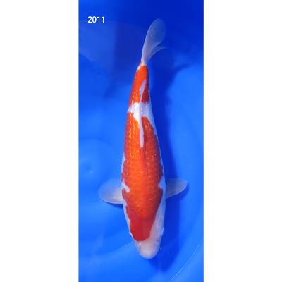 Kohaku Gin Rin 39cm réf2011