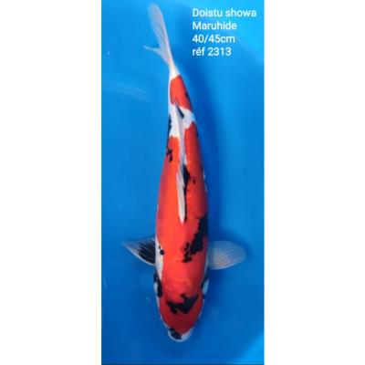 Doitsu Showa 40/45cm réf2313