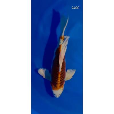 Kujaku Voilée 45/50cm réf2490