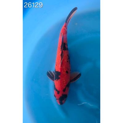 Hi Utsuri Gin Rin 30/40cm réf 26129