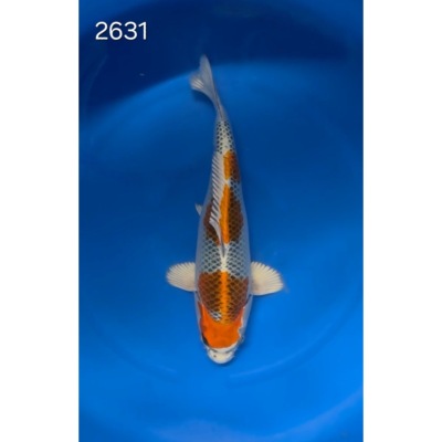 Kujaku 40/45cm réf 2631