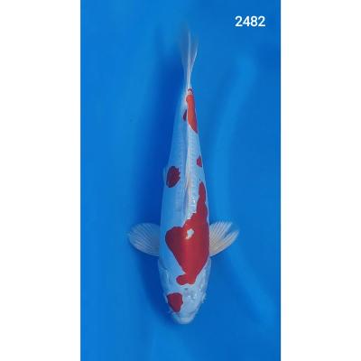 Kikusui 30/40cm réf2482