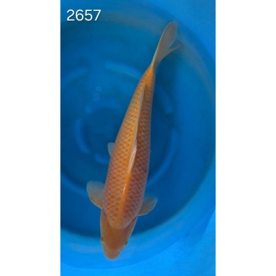 Karashigoï 55/60cm réf 2657