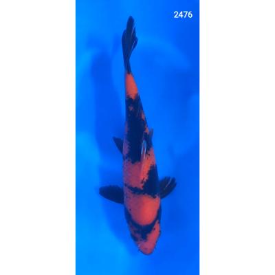Hi Utsuri 30/40cm réf2476