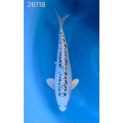 Kikokuryu 35/40cm réf 26118