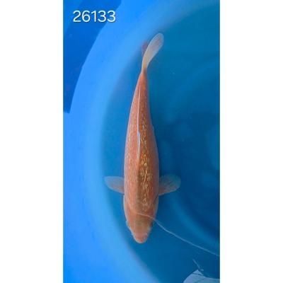 Karashigoï Gin Rin 30/40cm réf 26133