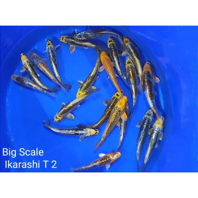 Tosaï Mix Big Scales 17/22cm Ikarashi T.