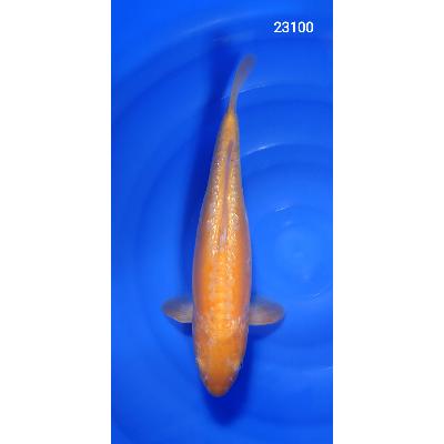Doitsu Karashigoï 40cm réf23100
