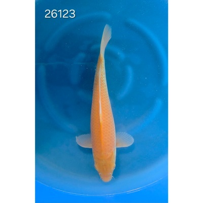 Karashigoï 30/40cm réf 26123