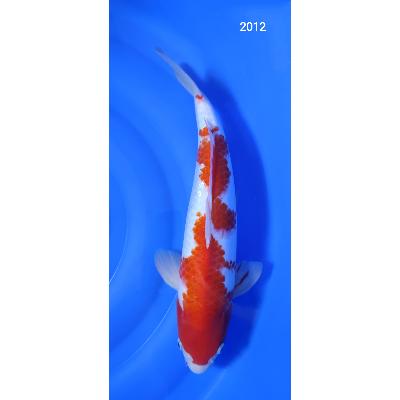 Kohaku 42cm réf2012