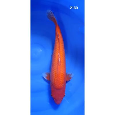 Bénigoï 45cm réf2130