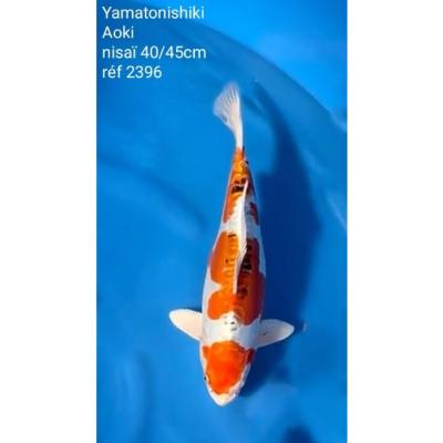 Yamatonishiki 40/45cm réf2396