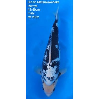Matsukawabake 45/50cm réf2352