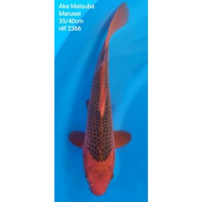 Aka Matsuba 35/40cm réf2366