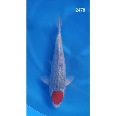 Tancho Goshiki 30/40cm réf2478