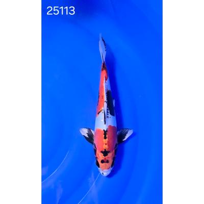 Béni Kikokuryu 31cm réf 25113