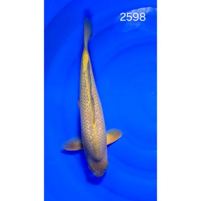 Chagoï Gin Rin 44cm réf 2598