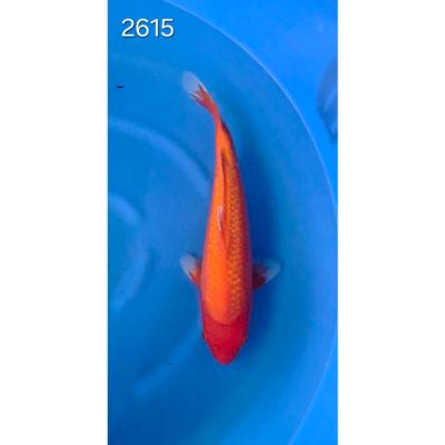 Benigoï Gin Rin 40/45cm réf 2615