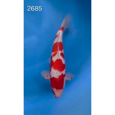 Goshiki 42/45cm réf 2685