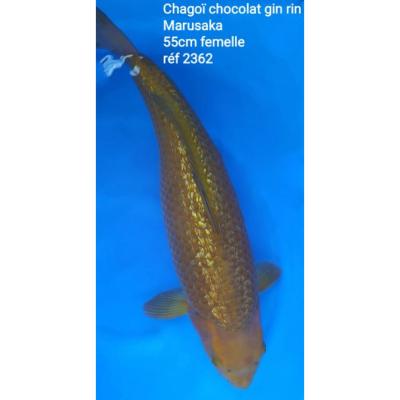 Chagoï Chocolat Gin Rin 55cm réf2362