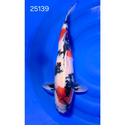 Showa HQ 57cm réf 25139