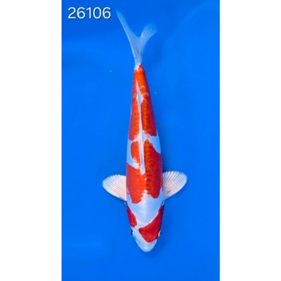 Beni Kikokuryu 35/40cm réf 26106