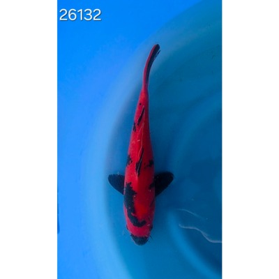 Hi Utsuri 30/40cm réf 26132