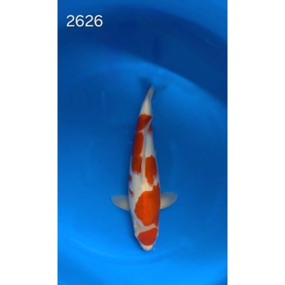 Ai Goromo 40/45cm réf 2626