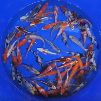 Mix Tosaï 14/16cm Yagenji