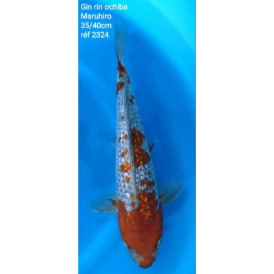 Ochiba Gin Rin 35/40cm réf2324