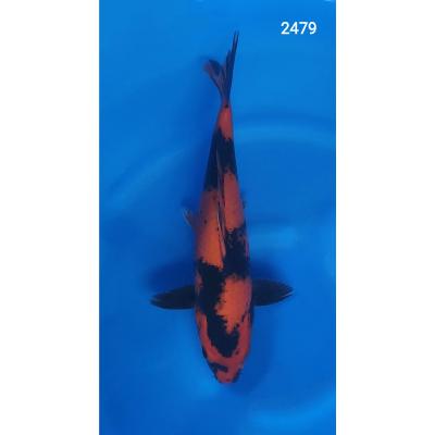 Hi Utsuri 30/40cm réf2479