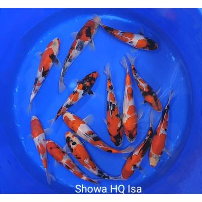 Tosaï Showa HQ 20/25cm Isa