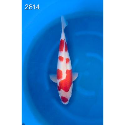 Kohaku 40/45cm réf 2614