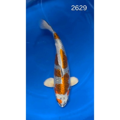 Kujaku 40/45cm réf 2629