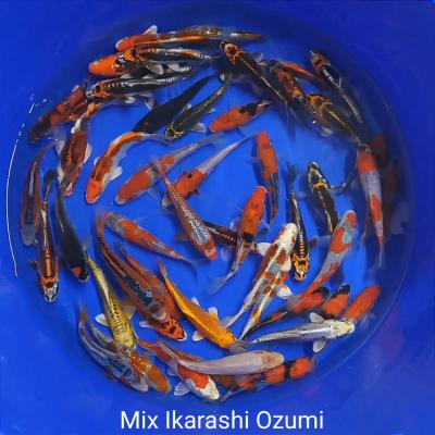 Mix Tosaï 15/18cm Ikarashi Ozumi