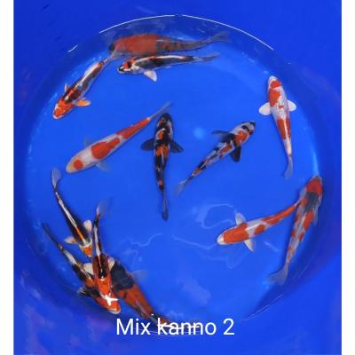 Tosaï Mix 17/25cm Kanno