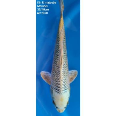 Kin Ki Matsuba 35/40cm réf2370
