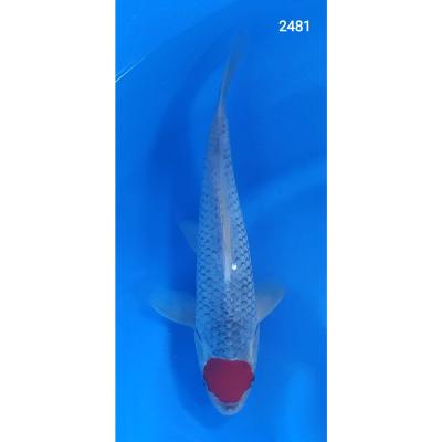 Tancho Goshiki 30/40cm réf2481