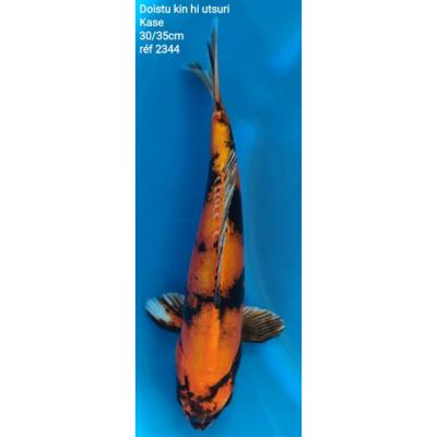 Doitsu Kin Hi Utsuri 30/35cm réf2344