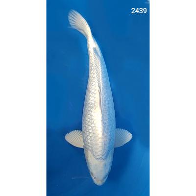 Platinum Gin Rin  37/40cm  réf2439