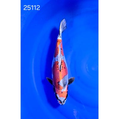 Kin Kikokuryu 40cm réf 25112