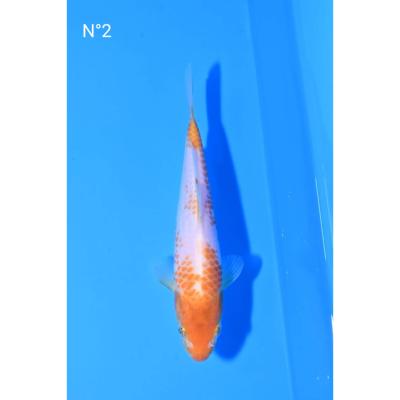 Mix Golden HQ 18/22cm Tanigushi