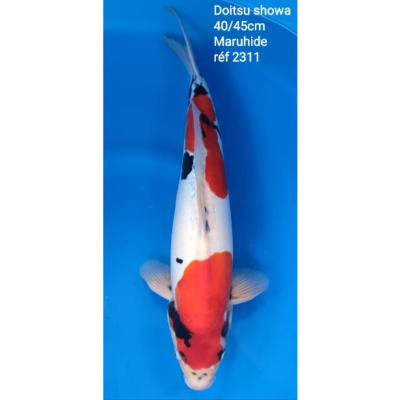 Doitsu Showa 40/45cm réf2311