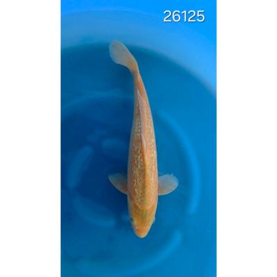 Karashigoï Gin Rin 30/40cm réf 26125