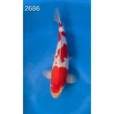 Goshiki 42/45cm réf 2686