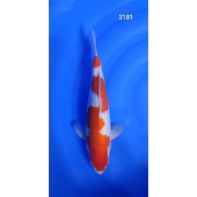 Kohaku HQ 37cm réf2181
