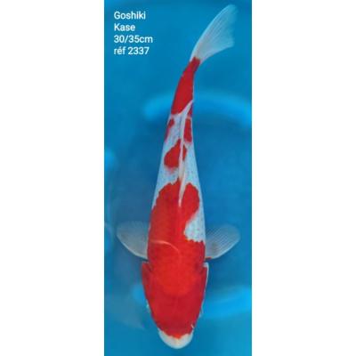 Goshiki 30/35cm réf2337