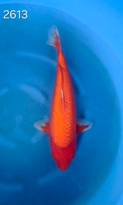 Benigoï Gin Rin 40/45cm réf 2613