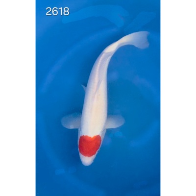 Tancho Kohaku 40/45cm réf 2618